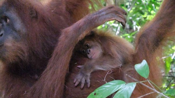 Kelahiran bayi orangutan Sumatera di Aceh, menjadi harapan baru untuk konservasi. Induknya merupakan orangutan yang diselamatkan dari perdagangan satwa liar.