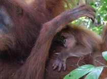 Dulu Diselamatkan dari Perdagangan Ilegal, Kini Bulan Melahirkan Generasi Baru Orangutan
