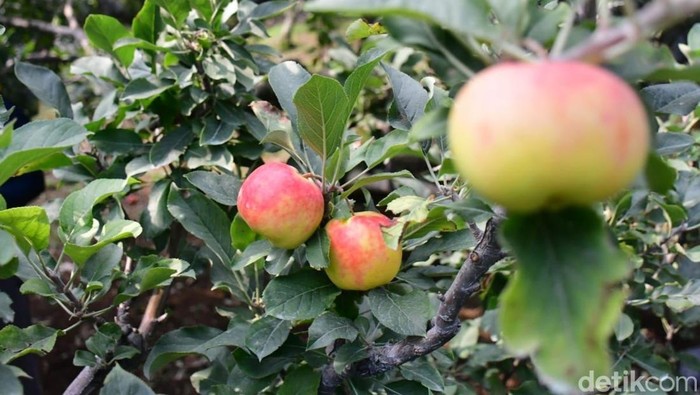 Buah apel yang ada di Kota Batu