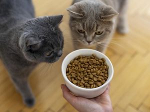 Lepas Penat Bareng Anabul: 4 Cat Cafe Seru di Jawa Barat!