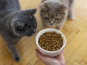 Lepas Penat Bareng Anabul: 4 Cat Cafe Seru di Jawa Barat!
