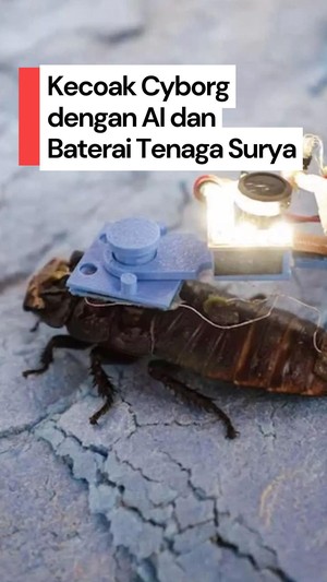 Video: Kecoak Cyborg Ini Bisa Jadi Penyelamat dan Mata-mata