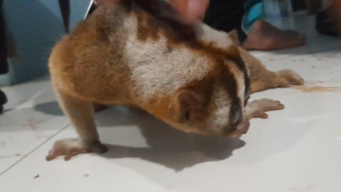 Kukang Jawa yang masuk rumah warga di Kuningan.