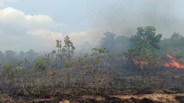 Lahan kosong yang terbakar di Kabupaten Bangka Barat.