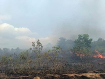 Lahan Seluas 4 Hektare di Bangka Barat Terbakar, Ini Penyebabnya