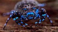 Laba-laba kepiting bermahkota yang dapat berfluoresensi di bawah sinar ultraviolet terlihat dalam foto yang dirilis dari Dataran Tinggi Lisima, Angola, Selasa (3/6/2026). Spesies tersebut ditemukan dalam ekspedisi ilmiah di kawasan terpencil Dataran Tinggi Lisima yang mengungkap sejumlah spesies baru bagi ilmu pengetahuan. REUTERS/The Wilderness Project  