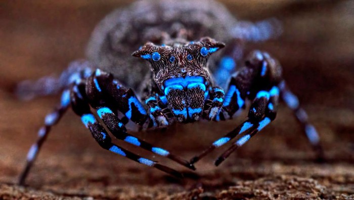 A new species of an adult butterfly, discovered during a scientific expedition to Angola's remote Lisima plateau, is pictured in this handout image obtained by Reuters on June 3, 2026. The Wilderness Project/Handout via REUTERS    THIS IMAGE HAS BEEN SUPPLIED BY A THIRD PARTY  NO RESALES. NO ARCHIVES