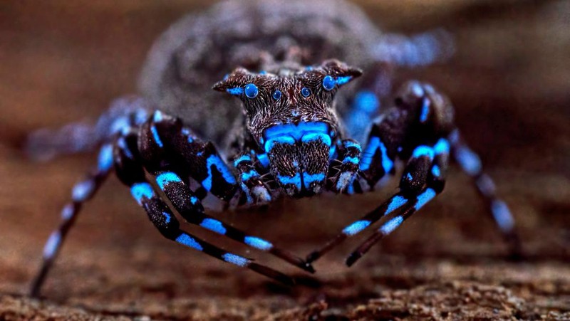 A new species of an adult butterfly, discovered during a scientific expedition to Angola's remote Lisima plateau, is pictured in this handout image obtained by Reuters on June 3, 2026. The Wilderness Project/Handout via REUTERS    THIS IMAGE HAS BEEN SUPPLIED BY A THIRD PARTY  NO RESALES. NO ARCHIVES