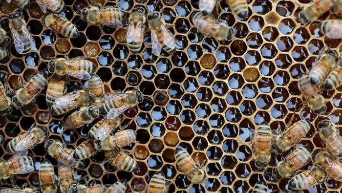 Perubahan Iklim Ancam Peternak Lebah Korea Selatan Park Gyeong-je, 65, a migratory beekeeper, checks an empty honeycomb that was supposed to be full of honey during the first honey harvest at the first location for migratory beekeeping in Gimcheon, South Korea, May 9, 2026. While Park used to make four trips across South Korea to harvest black locust honey, as a result of premature blooming he now makes only two and honey production takes place on only one to two months of the year.
