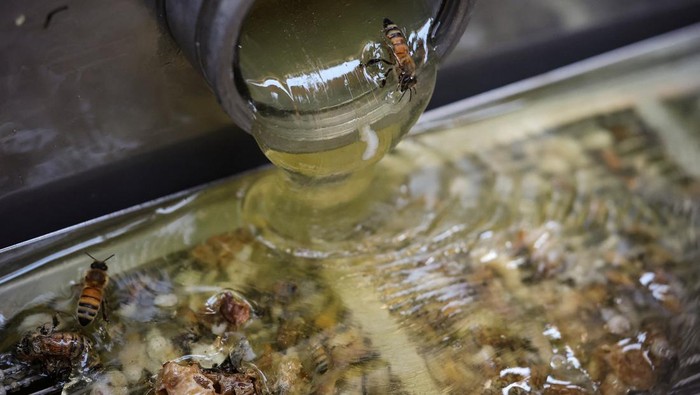 Perubahan Iklim Ancam Peternak Lebah Korea Selatan Park Gyeong-je, 65, a migratory beekeeper, checks an empty honeycomb that was supposed to be full of honey during the first honey harvest at the first location for migratory beekeeping in Gimcheon, South Korea, May 9, 2026. While Park used to make four trips across South Korea to harvest black locust honey, as a result of premature blooming he now makes only two and honey production takes place on only one to two months of the year.