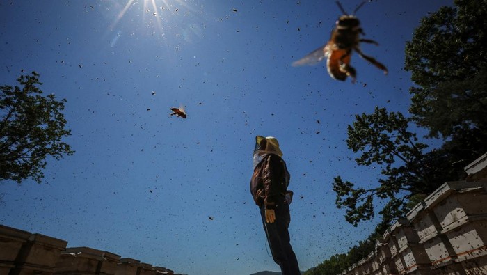 Perubahan Iklim Ancam Peternak Lebah Korea Selatan Park Gyeong-je, 65, a migratory beekeeper, checks an empty honeycomb that was supposed to be full of honey during the first honey harvest at the first location for migratory beekeeping in Gimcheon, South Korea, May 9, 2026. While Park used to make four trips across South Korea to harvest black locust honey, as a result of premature blooming he now makes only two and honey production takes place on only one to two months of the year.