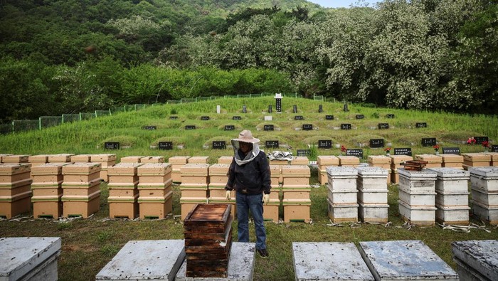 Perubahan Iklim Ancam Peternak Lebah Korea Selatan Park Gyeong-je, 65, a migratory beekeeper, checks an empty honeycomb that was supposed to be full of honey during the first honey harvest at the first location for migratory beekeeping in Gimcheon, South Korea, May 9, 2026. While Park used to make four trips across South Korea to harvest black locust honey, as a result of premature blooming he now makes only two and honey production takes place on only one to two months of the year.