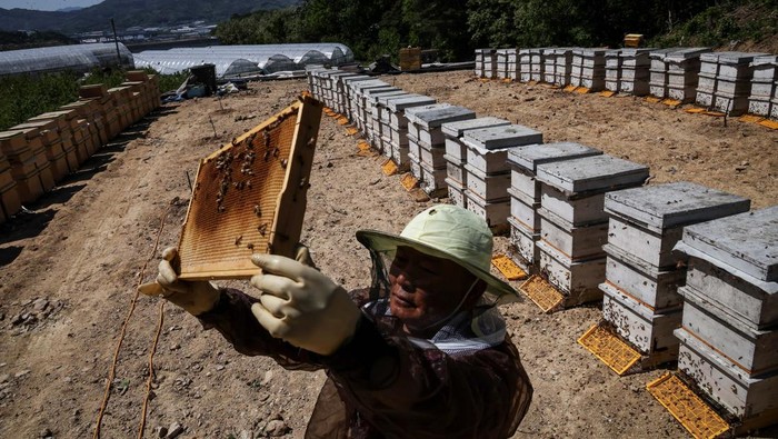 Perubahan Iklim Ancam Peternak Lebah Korea Selatan Park Gyeong-je, 65, a migratory beekeeper, checks an empty honeycomb that was supposed to be full of honey during the first honey harvest at the first location for migratory beekeeping in Gimcheon, South Korea, May 9, 2026. While Park used to make four trips across South Korea to harvest black locust honey, as a result of premature blooming he now makes only two and honey production takes place on only one to two months of the year.