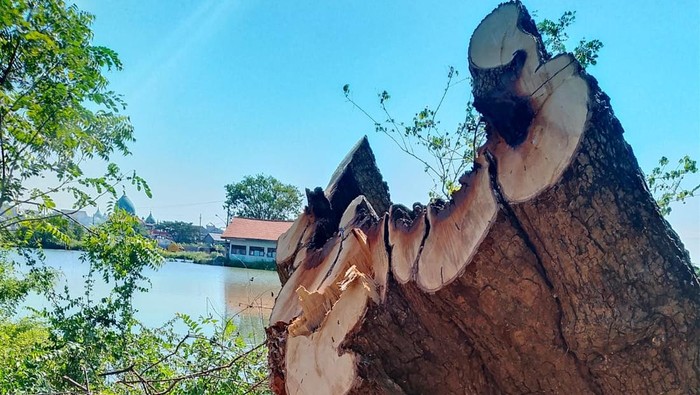 Pohon asem keramat di Gresik ditebang pihak yang tidak diketahui. Warga meradang dan melaporkan penebangan liar ini.