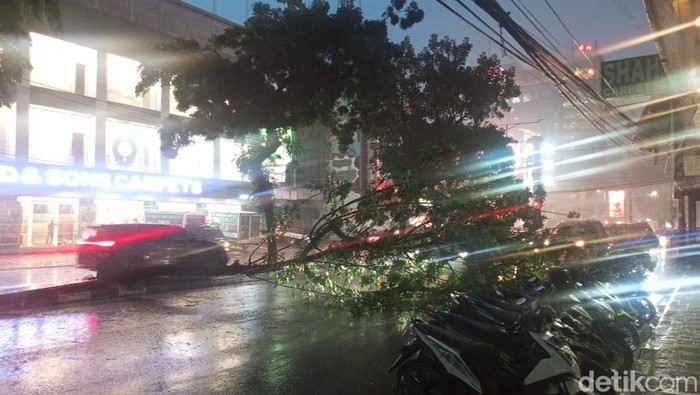 Pohon tumbang di Jalan Brigjen Katamso, Kota Medan. (Andika Syahputra Tanjung/detikSumut)