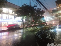 DLH Catat 80 Pohon Tumbang Saat Hujan Deras di Medan, 2 Warga Terluka