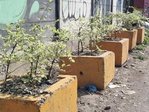 DLH Surabaya Pasang Pot Bunga untuk Basmi TPS Liar