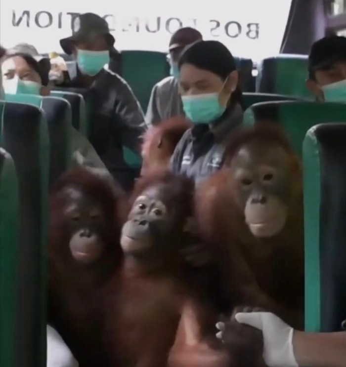 Sejumlah individu anak orang utan yang dipindahkan ke sekolah hutan baru di Nyaru Menteng, Kalteng (dok Istimewa)