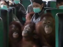 Viral Kelompok Orang Utan Naik Bus, Ternyata Lagi Pindah Sekolah