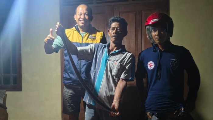 Kobra Jawa diamankan di Desa Plosowangi, Kecamatan Cawas, Klaten.