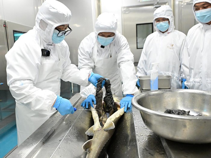 ZHUONI, CHINA - JUNE 04: Workers process sturgeon caviar at a processing enterprise on June 4, 2026 in Zhuoni, Gansu Province of China. Local authorities have leveraged the high-altitude cold water environment to cultivate premium sturgeon, attracting caviar production companies to the area. (Photo by Li Yalong/China News Service/VCG via Getty Images)