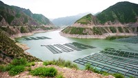 Industri kaviar di Provinsi Gansu, China, terus berkembang seiring meningkatnya budidaya ikan sturgeon di kawasan dataran tinggi Zhuoni. Wilayah yang memiliki sumber air pegunungan bersuhu rendah tersebut kini menjadi salah satu pusat produksi kaviar yang memasok pasar domestik maupun internasional. China News Service via Getty Ima/China News Service