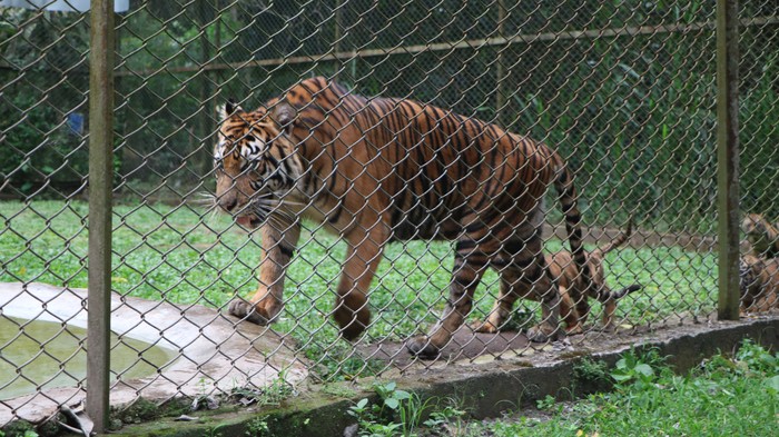Taman Safari Indonesia II, Prigen – Pasuruan kembali mencatatkan keberhasilan dalam program konservasi satwa langka melalui kelahiran empat ekor anak harimau sumatera (Panthera tigris sumatrae) pada tanggal 23 Maret 2026.