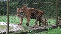 Kelahiran ini merupakan kelahiran kedua bagi indukan Dini, setelah sebelumnya berhasil melahirkan dua anak harimau sumatera bernama Isyana dan Aura. Foto: Taman Safari Indonesia