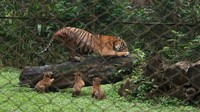 Harimau sumatra merupakan subspesies harimau terakhir yang dimiliki Indonesia dan saat ini berstatus Critically Endangered (Kritis) berdasarkan daftar merah IUCN. Populasinya di alam terus menghadapi berbagai ancaman seperti kehilangan habitat, konflik manusia dan satwa, serta perburuan ilegal. Oleh karena itu, setiap kelahiran harimau sumatera menjadi harapan baru dalam upaya pelestarian spesies ini. Foto: Taman Safari Indonesia