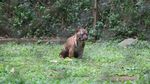 Momen Langka, Kelahiran 4 Harimau Sumatra