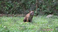 Saat ini, indukan dan seluruh anak harimau berada dalam kondisi sehat dan terus dipantau secara intensif oleh tim dokter hewan serta animal keeper profesional untuk memastikan proses pertumbuhan berjalan optimal. Foto: Taman Safari Indonesia