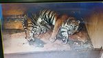 Momen Langka, Kelahiran 4 Harimau Sumatra