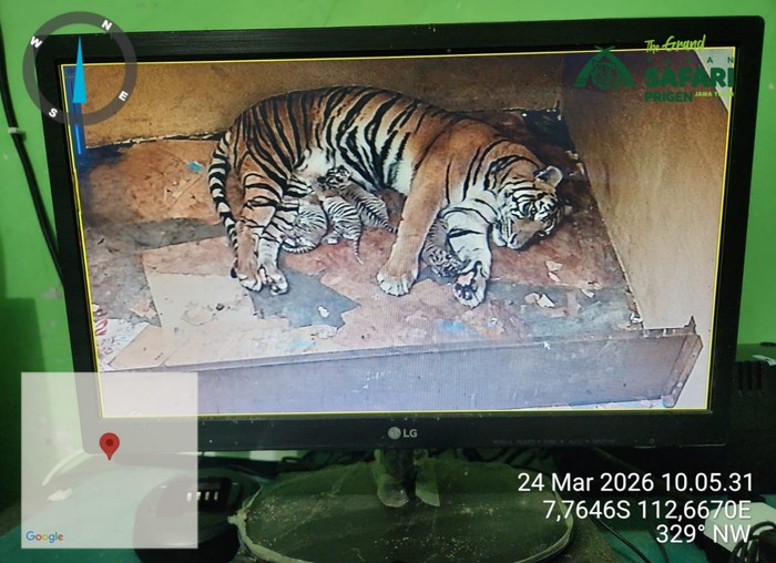 Taman Safari Indonesia II, Prigen – Pasuruan kembali mencatatkan keberhasilan dalam program konservasi satwa langka melalui kelahiran empat ekor anak harimau sumatera (Panthera tigris sumatrae) pada tanggal 23 Maret 2026.