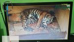 Momen Langka, Kelahiran 4 Harimau Sumatra