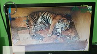 Kelahiran empat anak harimau ini tidak hanya menjadi pencapaian penting dalam program konservasi ex-situ, tetapi juga menjadi pengingat akan pentingnya menjaga keberlangsungan ekosistem hutan Indonesia sebagai habitat alami harimau sumatra. Foto: Taman Safari Indonesia