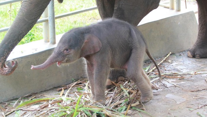 Bayi gajah yang baru lahir di Lembah Hijau Lampung