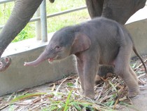 Kabar Gembira, Bayi Gajah Lahir di Lembah Hijau Lampung