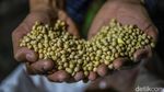 Dolar Tembus Rp18.000, Perajin Tempe Terjepit Kenaikan Biaya Produksi
