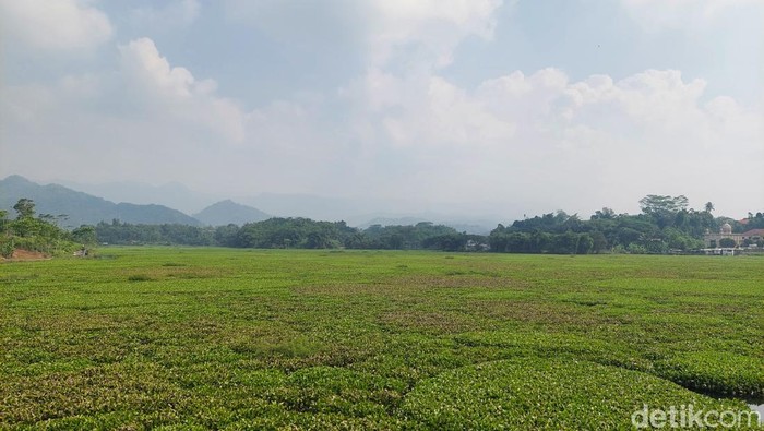 Eceng gondok tutupi Sungai Citarum.