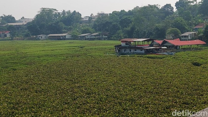 Eceng gondok tutupi Sungai Citarum.