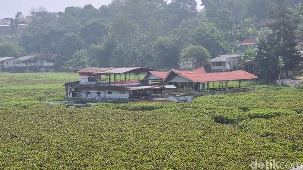 Eceng gondok tutupi Sungai Citarum. Eceng gondok tutupi Sungai Citarum.