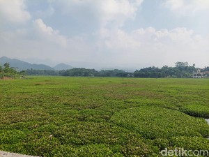 Sungai Citarum yang Hilang Ditelan Hamparan Eceng Gondok