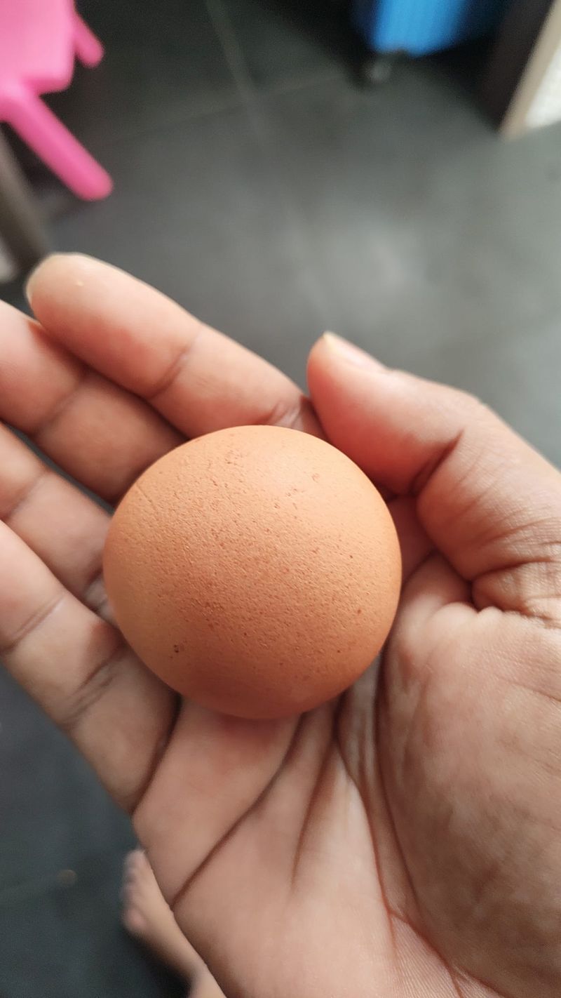 Heboh! Temuan Telur Bulat Sempurna, Kelangkaannya Disebut 1:1 Miliar