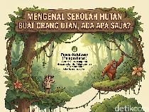 Infografis: Mengenal Jenjang Pendidikan Orang Utan di BOSF Kalteng
