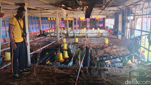 Kandang ayam terbakar di Dusun Sidayu Tojan, Desa Takmung, Banjarangkan, Klungkung, Jumat (5/6/2026).