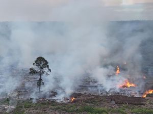 Kebakaran Hutan Masih Jadi Masalah, Puluhan Ribu Hektare Ludes Terbakar