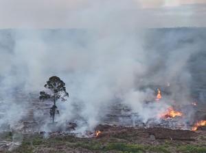 Kebakaran Hutan Masih Jadi Masalah, Puluhan Ribu Hektare Ludes Terbakar