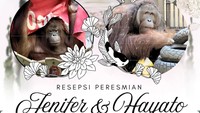 Orangutan Asal Indonesia Bertemu Pasangan Barunya di Jepang