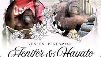 Orang Utan Asal Indonesia Bertemu Pasangan Barunya di Jepang