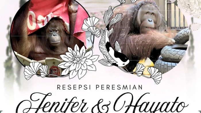 Kisah Jennifer Orang Utan Kalimantan Ketemu Jodoh di Jepang, Resepsi Hari Ini